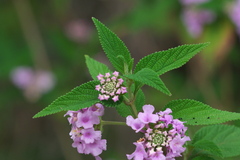 Lantana trifolia