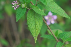 Lantana trifolia
