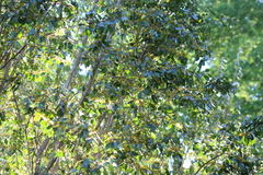 Azara serrata