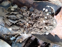 Strobilurus conigenoides