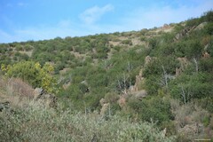 Pistacia terebinthus