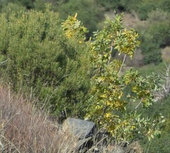 Pistacia terebinthus