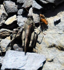Oedipoda caerulescens