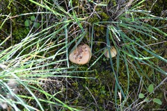 Stropharia coronilla