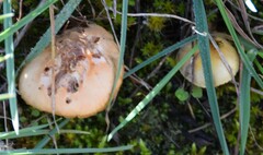 Stropharia coronilla