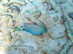 Acanthurus tractus
