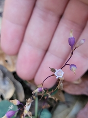 Apteria aphylla