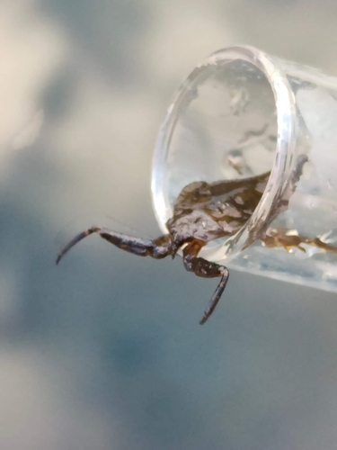 Water scorpion