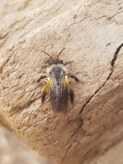 Andrena vaga
