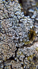 Phaeophyscia orbicularis