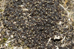 Dolichoderus doriae