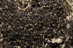 Dolichoderus doriae
