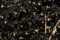 Dolichoderus doriae