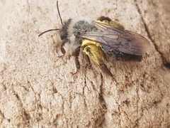 Andrena vaga