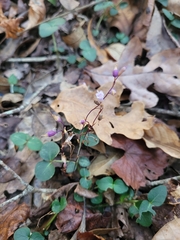 Apteria aphylla