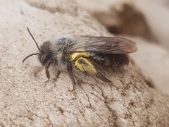 Andrena vaga
