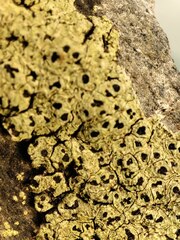 Rhizocarpon oportense