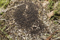 Dolichoderus doriae