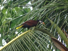 Psarocolius montezuma