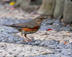 Turdus cardis
