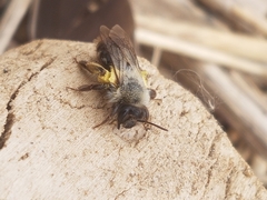 Andrena vaga