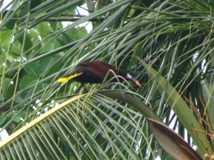 Psarocolius montezuma