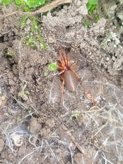 Dysdera crocata