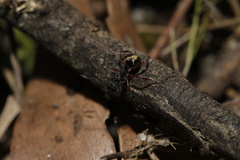 Dolichoderus doriae