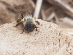 Andrena vaga