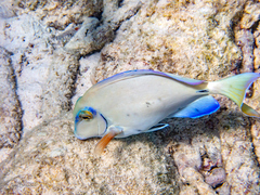Acanthurus tractus
