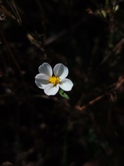 Bidens odorata