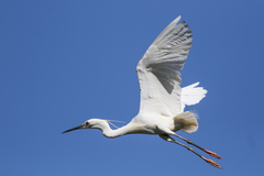 Egretta garzetta dimorpha