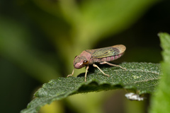 Cicadellinae