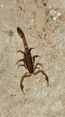 Uroplectes planimanus