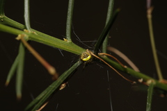 Araneus albotriangulus