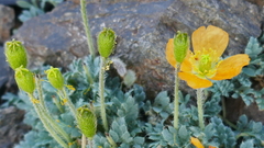 Papaver lapeyrousianum