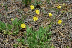 Ranunculus canus