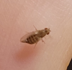 Drosophila busckii