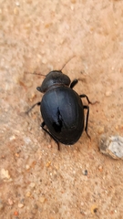 Ocnodes