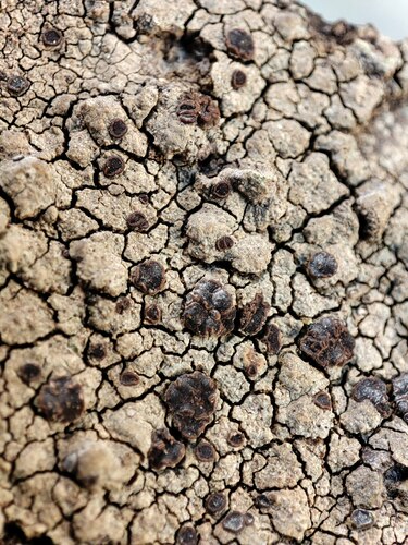 Representative image of Rinodina luridescens