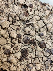 Rinodina luridescens