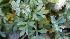Papaver lapeyrousianum