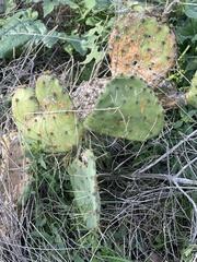 Opuntia gilvescens