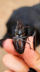 Ocnodes