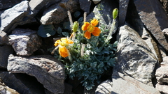 Papaver lapeyrousianum