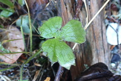 Ranunculus uncinatus