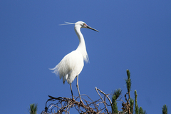 Egretta garzetta dimorpha