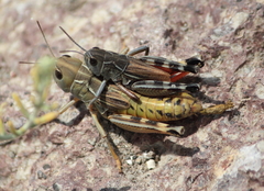 Arcyptera