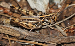 Notostaurus anatolicus