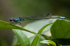 Acanthagrion
